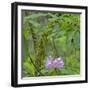 California, Jedediah Smith Redwoods State Park, redwood trees and rhododendrons-Jamie & Judy Wild-Framed Photographic Print