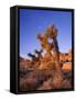 California, Joshua Tree, Moon and Monzonite Granite Boulders, Early Morning Near Jumbo Rocks-John Barger-Framed Stretched Canvas