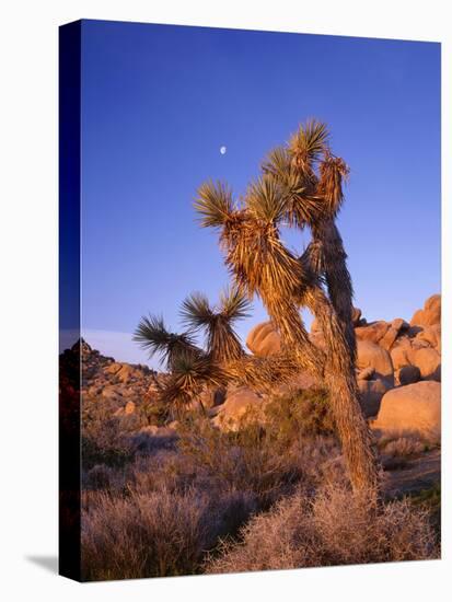 California, Joshua Tree, Moon and Monzonite Granite Boulders, Early Morning Near Jumbo Rocks-John Barger-Stretched Canvas