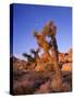 California, Joshua Tree, Moon and Monzonite Granite Boulders, Early Morning Near Jumbo Rocks-John Barger-Stretched Canvas