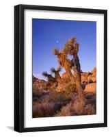 California, Joshua Tree, Moon and Monzonite Granite Boulders, Early Morning Near Jumbo Rocks-John Barger-Framed Photographic Print