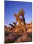 California, Joshua Tree, Moon and Monzonite Granite Boulders, Early Morning Near Jumbo Rocks-John Barger-Mounted Photographic Print