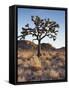 California, Joshua Tree National Park, a Joshua Tree in the Mojave Desert-Christopher Talbot Frank-Framed Stretched Canvas