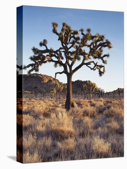 California, Joshua Tree National Park, a Joshua Tree in the Mojave Desert-Christopher Talbot Frank-Stretched Canvas