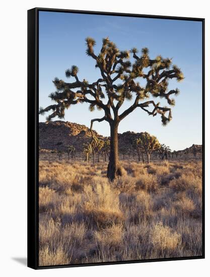 California, Joshua Tree National Park, a Joshua Tree in the Mojave Desert-Christopher Talbot Frank-Framed Stretched Canvas