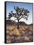 California, Joshua Tree National Park, a Joshua Tree in the Mojave Desert-Christopher Talbot Frank-Framed Stretched Canvas