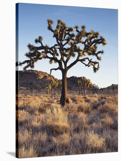 California, Joshua Tree National Park, a Joshua Tree in the Mojave Desert-Christopher Talbot Frank-Stretched Canvas