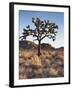 California, Joshua Tree National Park, a Joshua Tree in the Mojave Desert-Christopher Talbot Frank-Framed Premium Photographic Print