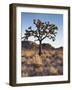 California, Joshua Tree National Park, a Joshua Tree in the Mojave Desert-Christopher Talbot Frank-Framed Photographic Print