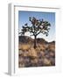 California, Joshua Tree National Park, a Joshua Tree in the Mojave Desert-Christopher Talbot Frank-Framed Photographic Print