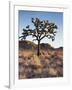 California, Joshua Tree National Park, a Joshua Tree in the Mojave Desert-Christopher Talbot Frank-Framed Photographic Print