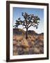 California, Joshua Tree National Park, a Joshua Tree in the Mojave Desert-Christopher Talbot Frank-Framed Photographic Print