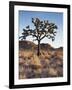 California, Joshua Tree National Park, a Joshua Tree in the Mojave Desert-Christopher Talbot Frank-Framed Photographic Print