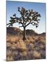 California, Joshua Tree National Park, a Joshua Tree in the Mojave Desert-Christopher Talbot Frank-Mounted Photographic Print