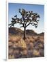 California, Joshua Tree National Park, a Joshua Tree in the Mojave Desert-Christopher Talbot Frank-Framed Photographic Print