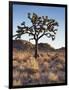 California, Joshua Tree National Park, a Joshua Tree in the Mojave Desert-Christopher Talbot Frank-Framed Photographic Print