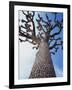 California, Joshua Tree National Park, a Joshua Tree in the Mojave Desert-Christopher Talbot Frank-Framed Photographic Print