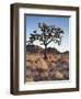 California, Joshua Tree National Park, a Joshua Tree in the Mojave Desert-Christopher Talbot Frank-Framed Photographic Print