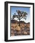 California, Joshua Tree National Park, a Joshua Tree in the Mojave Desert-Christopher Talbot Frank-Framed Photographic Print