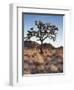 California, Joshua Tree National Park, a Joshua Tree in the Mojave Desert-Christopher Talbot Frank-Framed Photographic Print