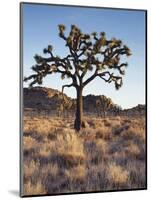 California, Joshua Tree National Park, a Joshua Tree in the Mojave Desert-Christopher Talbot Frank-Mounted Photographic Print