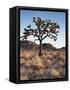 California, Joshua Tree National Park, a Joshua Tree in the Mojave Desert-Christopher Talbot Frank-Framed Stretched Canvas