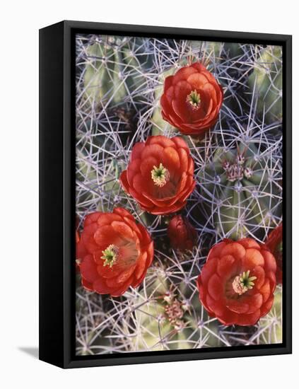 California, Joshua Tree National Park, Claret Cup Cactus Wildflowers-Christopher Talbot Frank-Framed Stretched Canvas