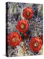 California, Joshua Tree National Park, Claret Cup Cactus Wildflowers-Christopher Talbot Frank-Stretched Canvas