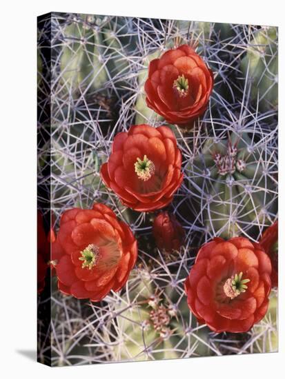 California, Joshua Tree National Park, Claret Cup Cactus Wildflowers-Christopher Talbot Frank-Stretched Canvas