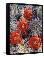 California, Joshua Tree National Park, Claret Cup Cactus Wildflowers-Christopher Talbot Frank-Framed Stretched Canvas