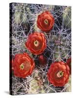 California, Joshua Tree National Park, Claret Cup Cactus Wildflowers-Christopher Talbot Frank-Stretched Canvas