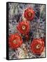 California, Joshua Tree National Park, Claret Cup Cactus Wildflowers-Christopher Talbot Frank-Framed Stretched Canvas