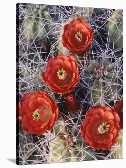 California, Joshua Tree National Park, Claret Cup Cactus Wildflowers-Christopher Talbot Frank-Stretched Canvas