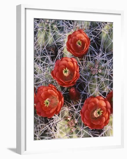 California, Joshua Tree National Park, Claret Cup Cactus Wildflowers-Christopher Talbot Frank-Framed Premium Photographic Print