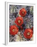 California, Joshua Tree National Park, Claret Cup Cactus Wildflowers-Christopher Talbot Frank-Framed Premium Photographic Print