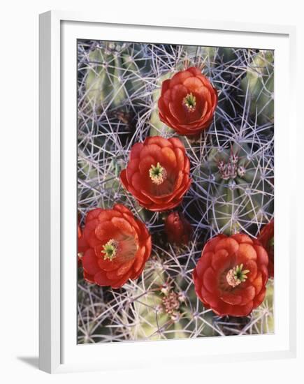 California, Joshua Tree National Park, Claret Cup Cactus Wildflowers-Christopher Talbot Frank-Framed Premium Photographic Print