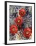 California, Joshua Tree National Park, Claret Cup Cactus Wildflowers-Christopher Talbot Frank-Framed Premium Photographic Print