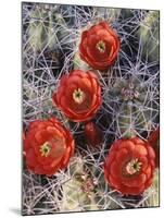 California, Joshua Tree National Park, Claret Cup Cactus Wildflowers-Christopher Talbot Frank-Mounted Premium Photographic Print