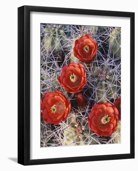 California, Joshua Tree National Park, Claret Cup Cactus Wildflowers-Christopher Talbot Frank-Framed Photographic Print