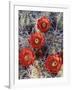 California, Joshua Tree National Park, Claret Cup Cactus Wildflowers-Christopher Talbot Frank-Framed Photographic Print