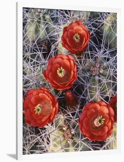 California, Joshua Tree National Park, Claret Cup Cactus Wildflowers-Christopher Talbot Frank-Framed Photographic Print