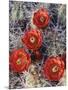 California, Joshua Tree National Park, Claret Cup Cactus Wildflowers-Christopher Talbot Frank-Mounted Photographic Print