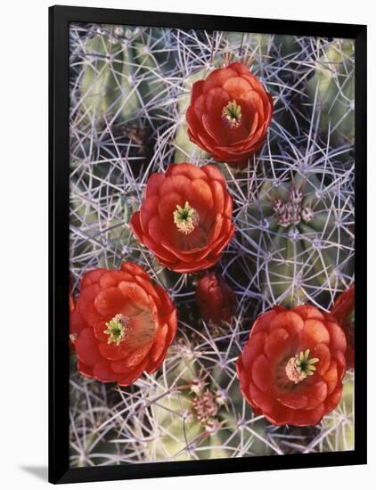 California, Joshua Tree National Park, Claret Cup Cactus Wildflowers-Christopher Talbot Frank-Framed Photographic Print