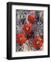 California, Joshua Tree National Park, Claret Cup Cactus Wildflowers-Christopher Talbot Frank-Framed Premium Photographic Print