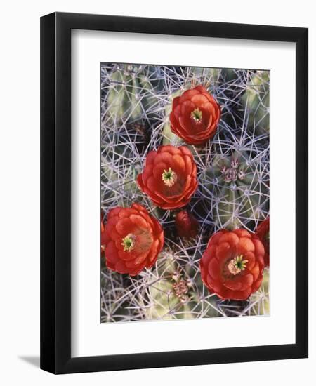 California, Joshua Tree National Park, Claret Cup Cactus Wildflowers-Christopher Talbot Frank-Framed Premium Photographic Print