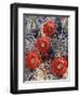 California, Joshua Tree National Park, Claret Cup Cactus Wildflowers-Christopher Talbot Frank-Framed Premium Photographic Print