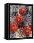 California, Joshua Tree National Park, Claret Cup Cactus Wildflowers-Christopher Talbot Frank-Framed Stretched Canvas