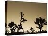 California, Joshua Tree National Park, Joshua Tree, Yucca Brevifolia, in Hidden Valley, Dawn, USA-Walter Bibikow-Stretched Canvas