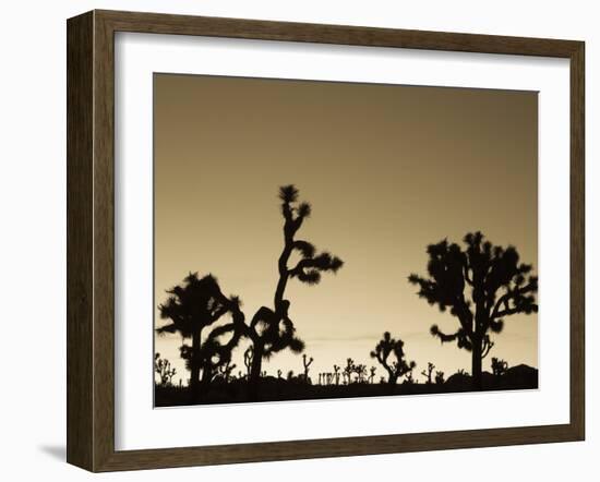 California, Joshua Tree National Park, Joshua Tree, Yucca Brevifolia, in Hidden Valley, Dawn, USA-Walter Bibikow-Framed Photographic Print