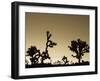 California, Joshua Tree National Park, Joshua Tree, Yucca Brevifolia, in Hidden Valley, Dawn, USA-Walter Bibikow-Framed Photographic Print